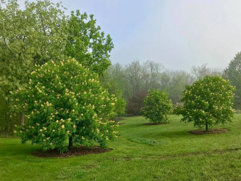 Hayes Arboretum, United States